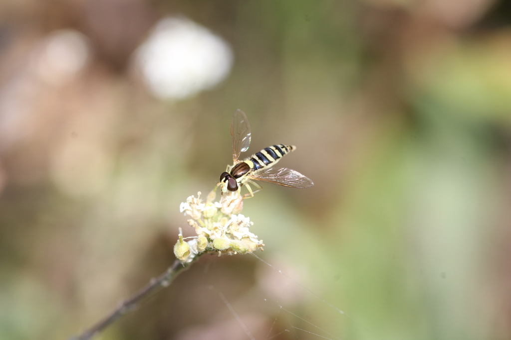 Long Hover Fly From Klaipėda District Municipality Lithuania On July 29 2023 At 1151 Am By 2236