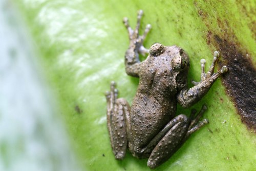 Thorny Spikethumb Frog