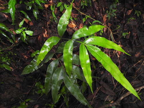 Pteris venusta