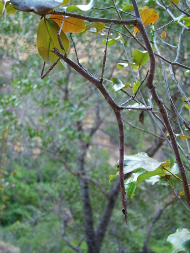 Achrioptera impennis