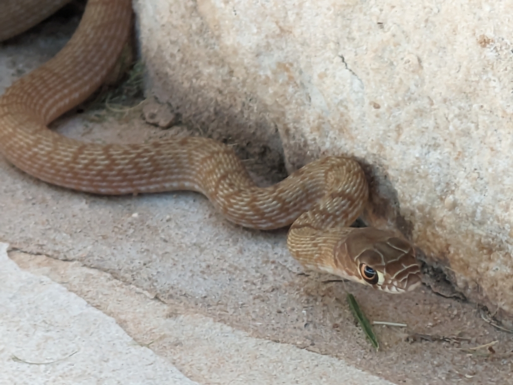 coachwhip-from-sun-city-georgetown-tx-78633-usa-on-july-29-2023-at