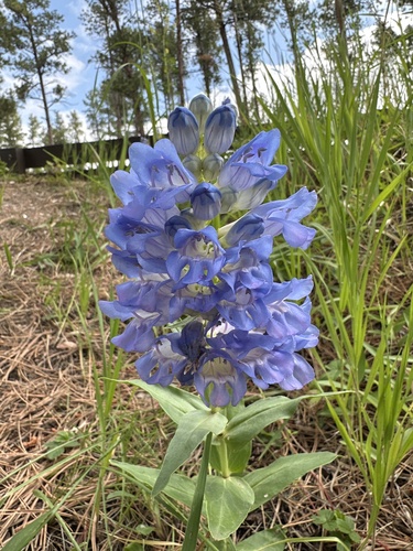 Penstemon glaber var. glaber