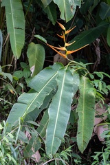 Heliconia latispatha image