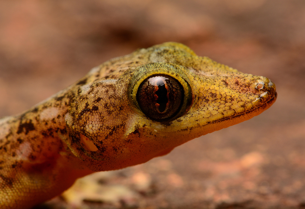 Indian Golden Gecko (Calodactylodes aureus)