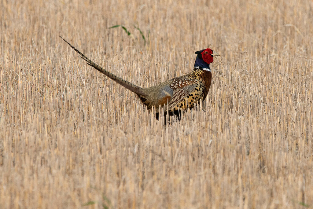 Ring Necked Pheasant From Jones County SD USA On May 24 2023 At 07   Large 