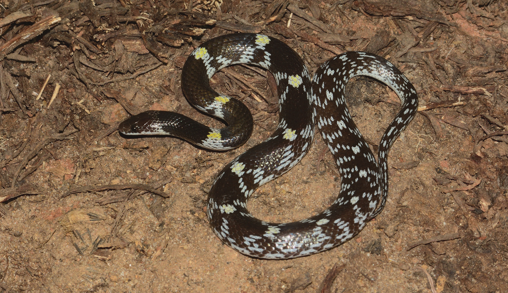 Barred Wolf Snake from Barunei Hill, Odisha 752057, India on July 1 ...