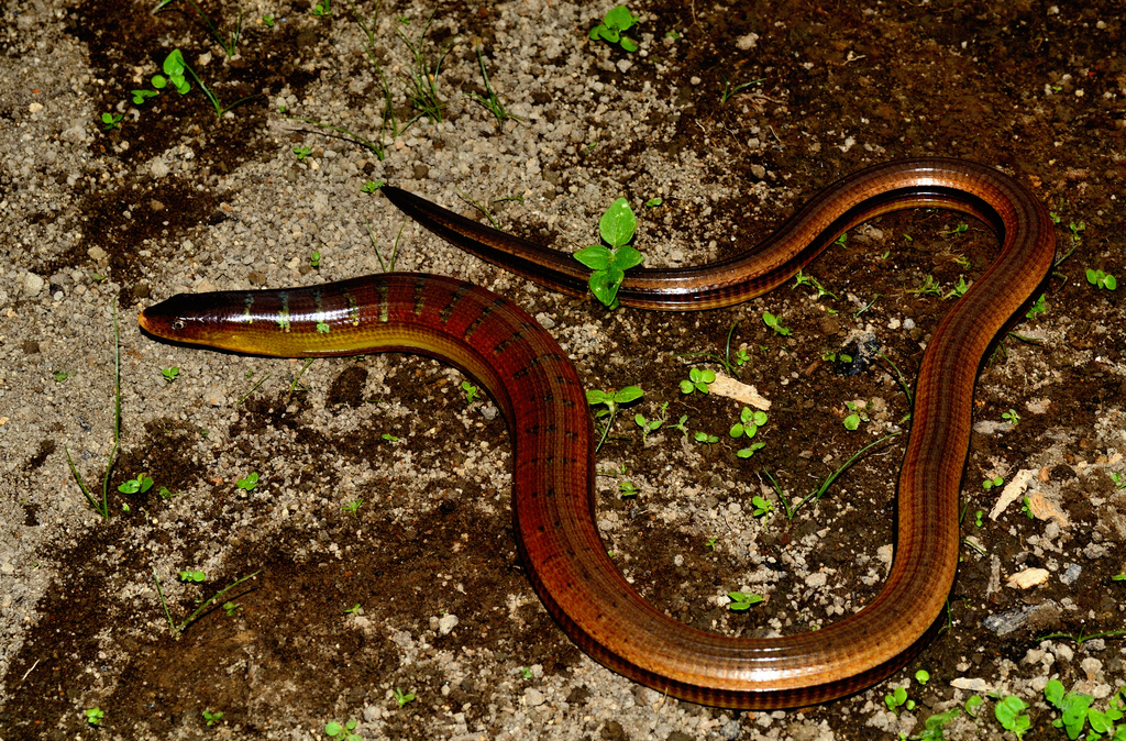 Asian Glass Lizard from HX9M+R5M, Ziro, 791120 on July 4, 2013 at 10:36 ...