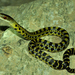 Eastern Trinket Snake - Photo (c) Anurag Mishra, all rights reserved, uploaded by Anurag Mishra