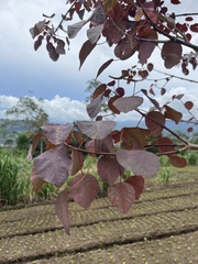 Euphorbia cotinifolia image