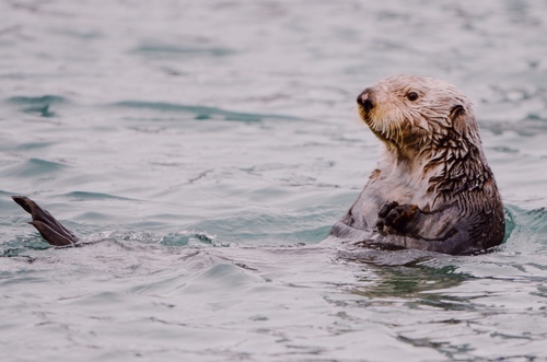 Sea Otter