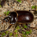 Ceratophyus - Photo (c) Alice Abela, todos los derechos reservados