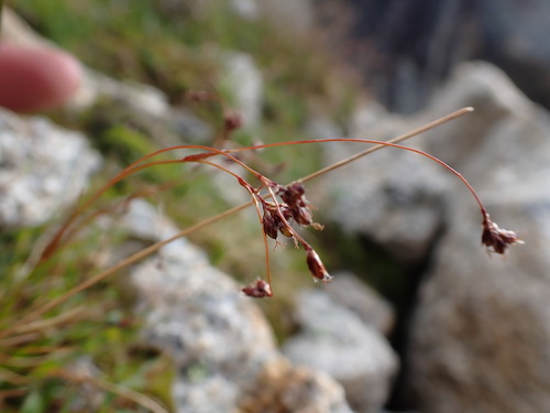 Alaska curved woodrush (Luzula arcuata ssp. unalaschcensis)