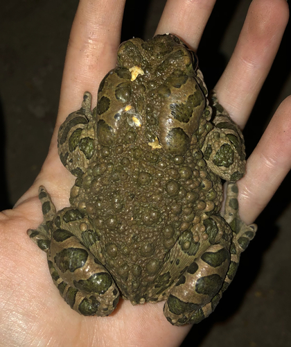 Variable Toad