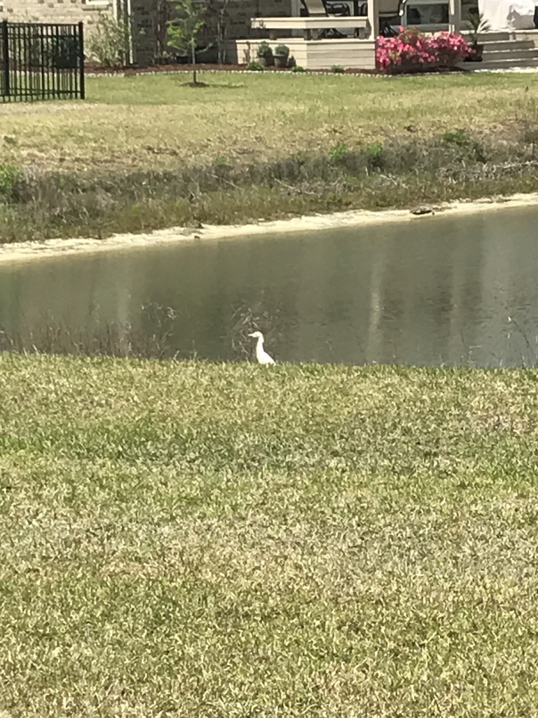 Great Egret from Tara Forest Dr, Leland, NC, US on April 19, 2021 at 11