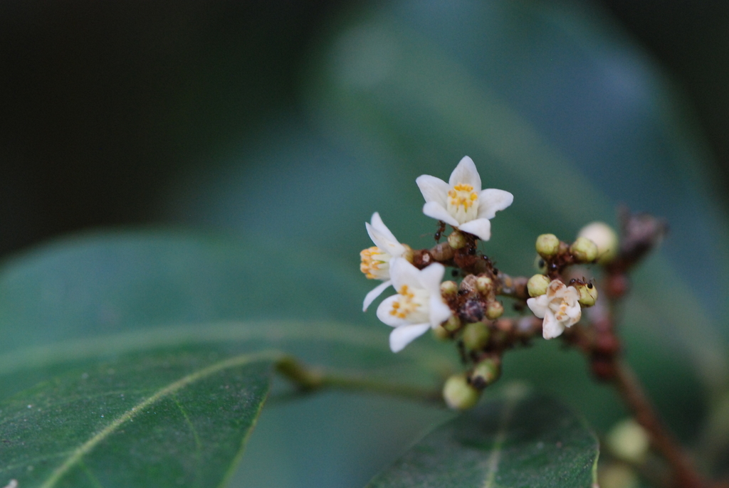 Glycosmis angustifolia (Glycosmis angustifolia)