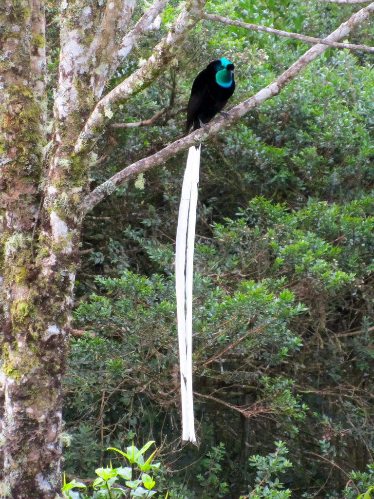 Ribbon-tailed Astrapia photo