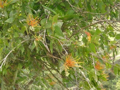 Image of Psittacanthus schiedeanus