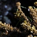Sargassum agardhianum - Photo (c) Jay Keller, όλα τα δικαιώματα διατηρούνται, uploaded by Jay Keller
