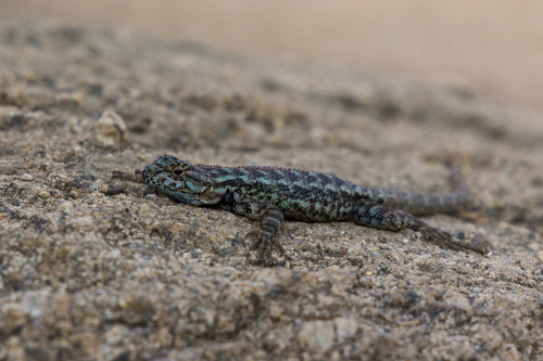 iNaturalist observation photo of Western Fence Lizard