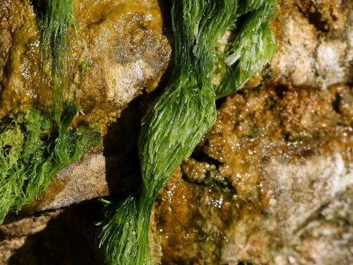 Spongomorpha mertensii