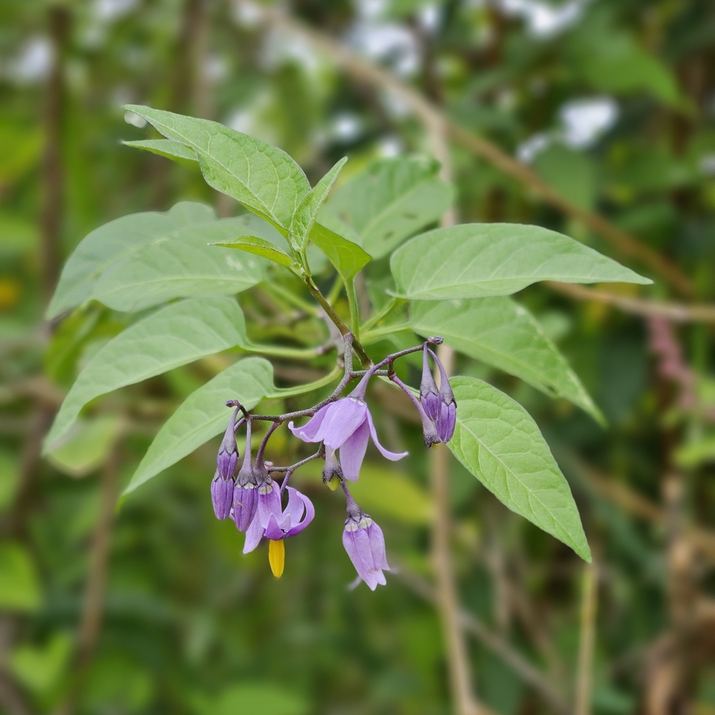 bittersweet nightshade from Silverdale, WA 98383, USA on July 29, 2023 ...