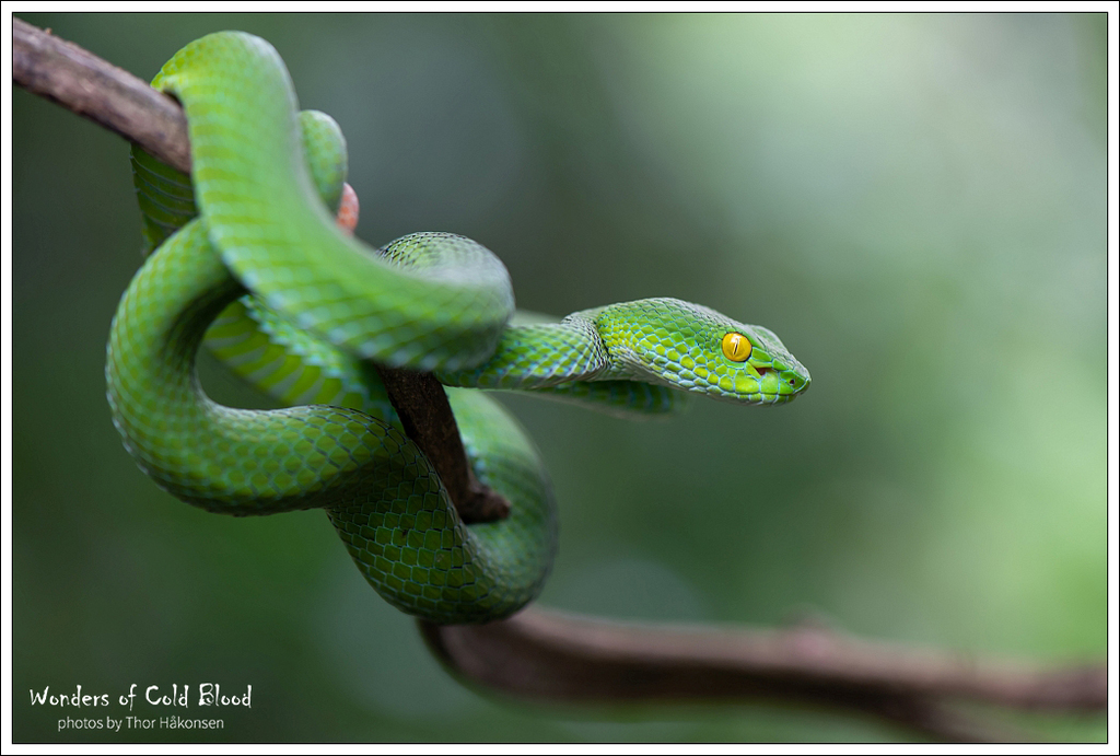 Trimeresurus macrops - Wikipedia