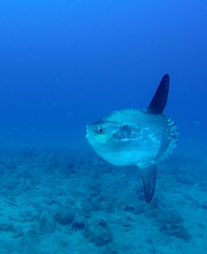 Common Mola