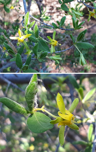 Vangueria dryadum
