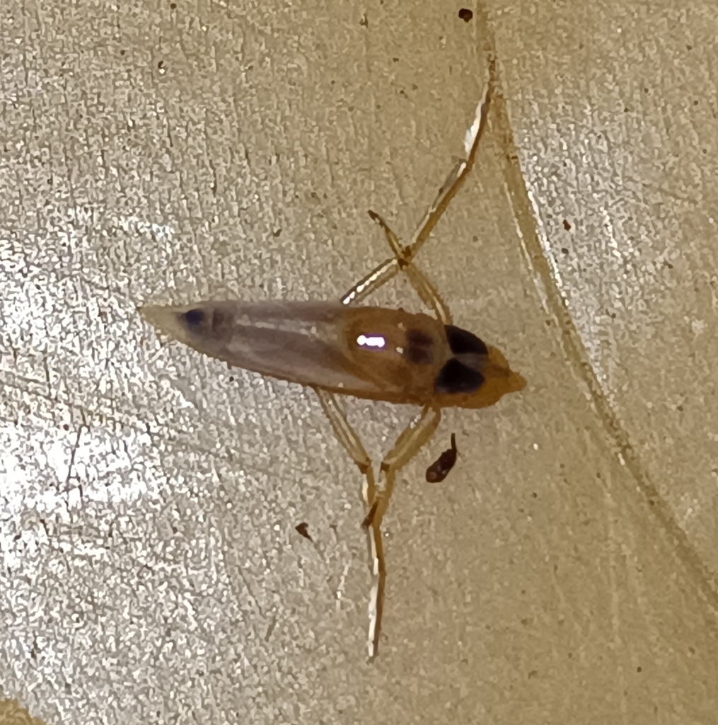Anisops sardeus from Rio de Moinhos, 7150, Portugal on July 30, 2023 at