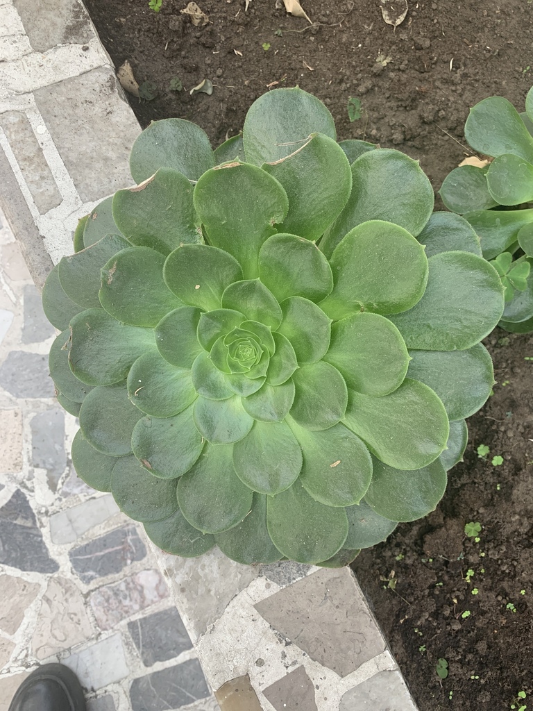 Siempreviva arbórea desde Calzada de las Águilas 219, Ciudad de México