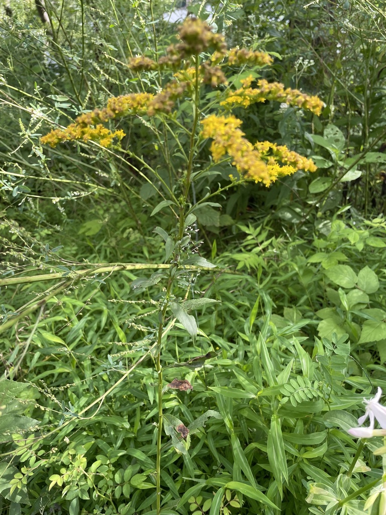 early goldenrod from Armstrong Trail, Rimersburg, PA, US on July 29 ...