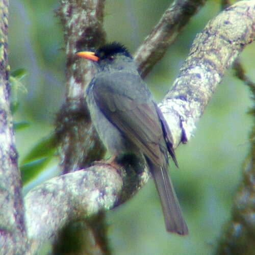 Malagasy Bulbul