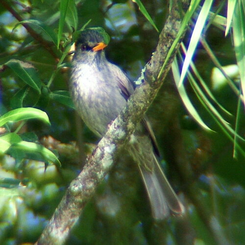 Malagasy Bulbul