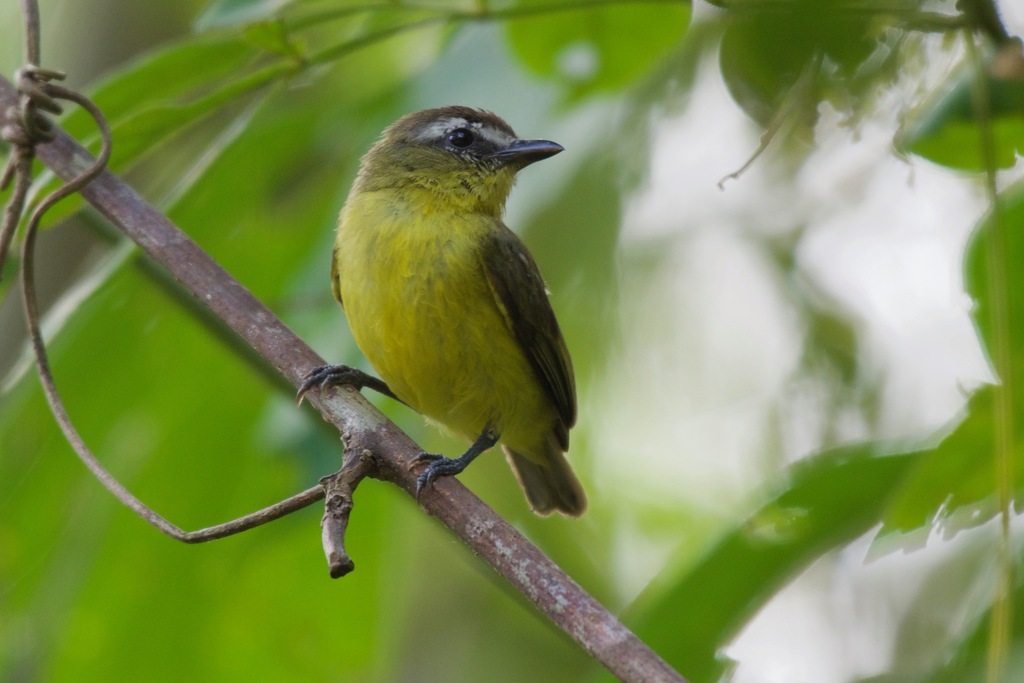 Brown-capped Tyrannulet (Ornithion brunneicapillus)