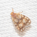 Bothriocera drakei - Photo (c) Timothy Reichard, all rights reserved, uploaded by Timothy Reichard