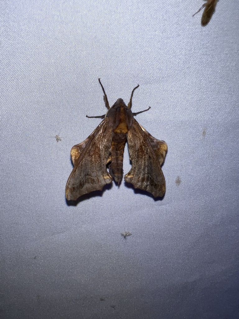 Small-eyed Sphinx in July 2023 by Kyle Klotz · iNaturalist