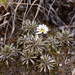 Tin Range Mountain Daisy - Photo (c) Craig Stonyer, all rights reserved, uploaded by Craig Stonyer