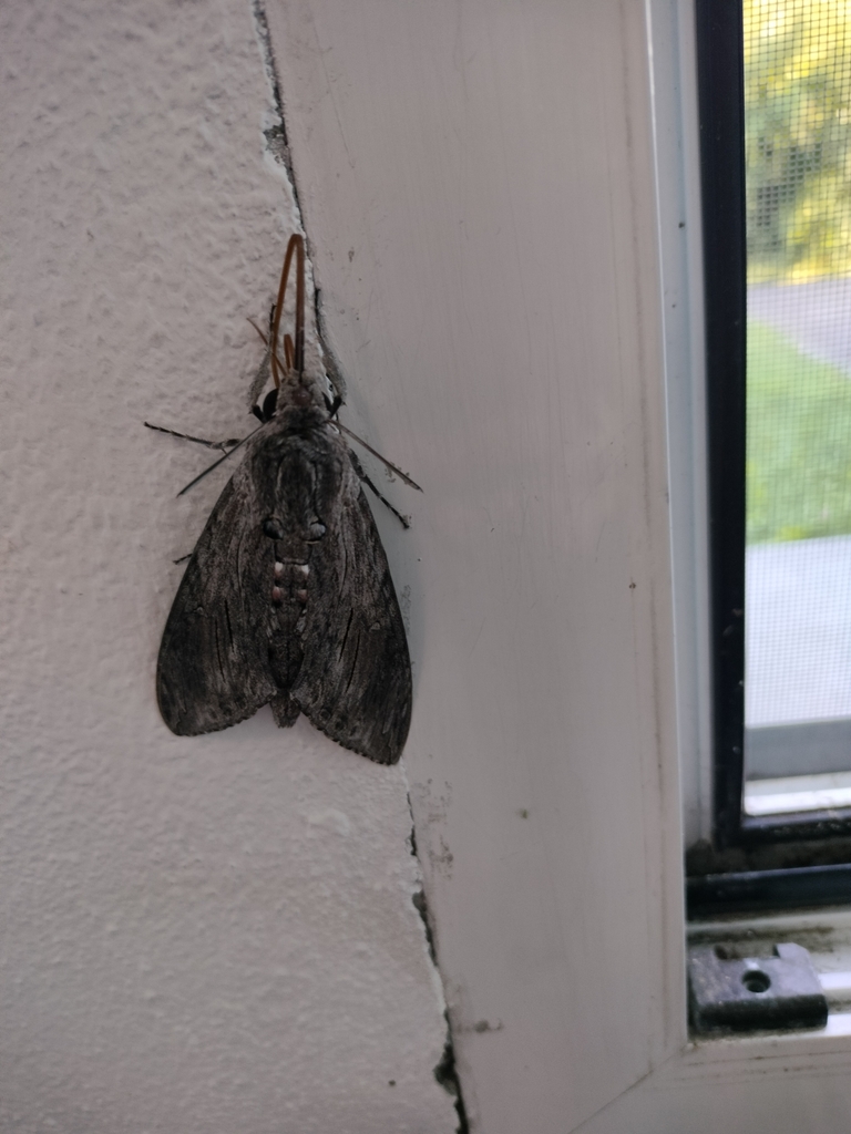 Convolvulus Hawkmoth From Paullo Mi Italia On July At