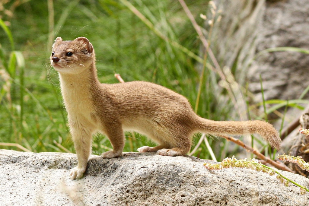 Mountain Weasel in July 2023 by Padma Gyalpo · iNaturalist