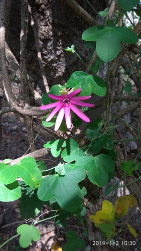 Passiflora reflexiflora image