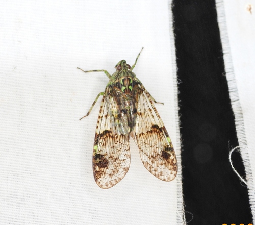 Dichoptera