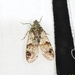 Dichoptera similis - Photo (c) Saikō DD, all rights reserved, uploaded by Saikō DD