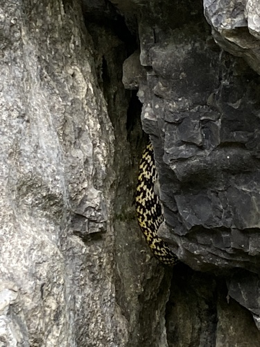 King Ratsnake