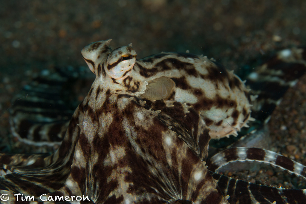 Mimic octopus - Wikipedia