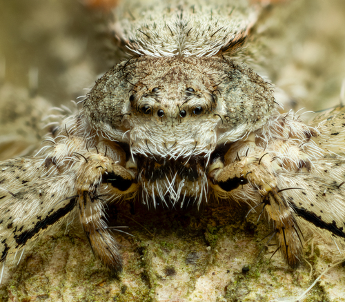 Lichen Running Spider