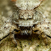 Philodrominae - Photo (c) Markus Horrer, todos los derechos reservados, subido por Markus Horrer