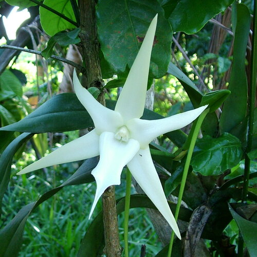Darwin's orchid