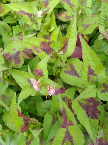 Nepal Persicaria