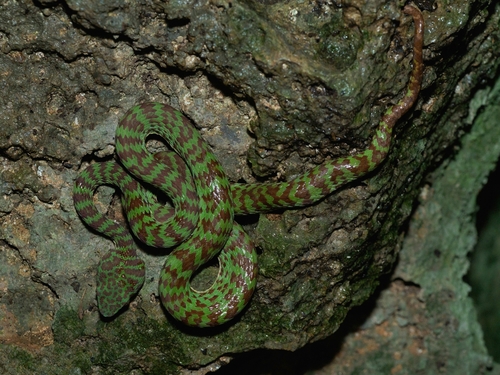 Beautiful Pitviper