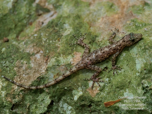 Chan-ard's Round-eyed Gecko